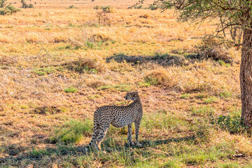 Tanzania, Serengeti park - Cheetah.