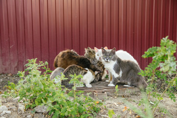 Many hungry different stray cats eat dry food on the hatch