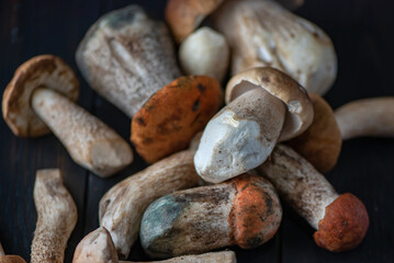 Fresh edible organic mushrooms in the studio, close-up.