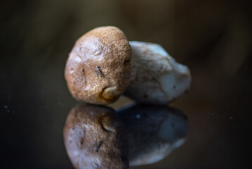 Fresh edible organic mushrooms in the studio, close-up.