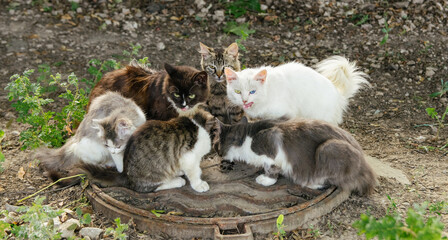 Many hungry different stray cats eat dry food on the hatch