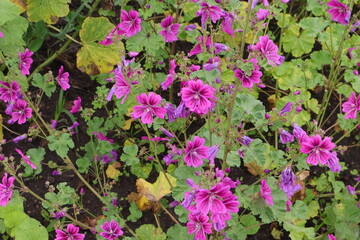 Blumenwiese, Blüten, Sommer, Wiese, Blumen