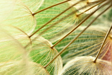 Winged seeds of dandelion head plant