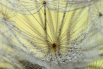 Winged seeds of dandelion head plant with dew drops