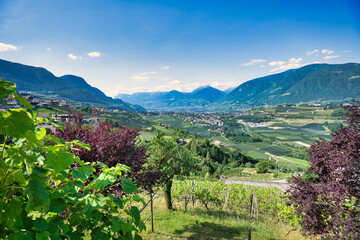 Fototapeta na wymiar Blick von Schenna in Südtirol hinab ins Tal nach Meran
