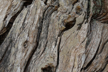 old olive tree trunk wood background