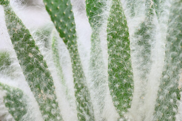 Detail of white hair on succulent plant