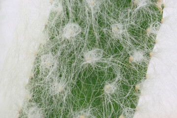 Detail of white hair on succulent plant