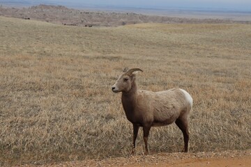 sheep South Dakota Wyoming badlands