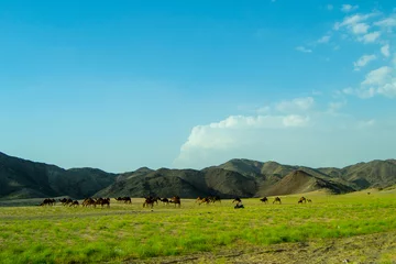 Tuinposter mountain landscape with camels and clouds, Taif  Saudi Arabia © Kamarudheen