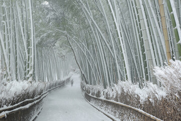 Bamboo forest in snow
