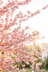 Chery blossom branch with pink flower background