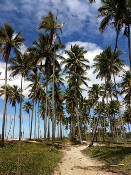 sandwalk beach with palm trees prado Bahia Brazil