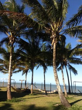 palm trees on the beach prado Bahia Brazil