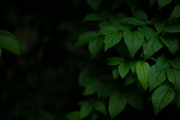 floral nature wallpaper concept of green leaves in forest with moody lighting and black background space