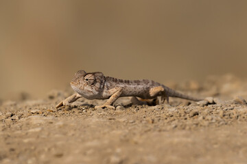 Chameleon