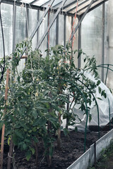 Tomatoes growing in greenhouse. Concept of home gardening and healthy food