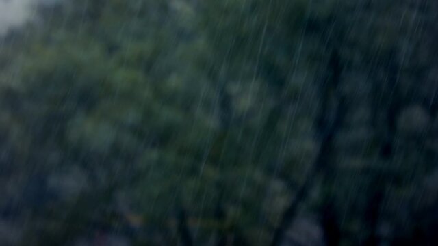 Heavy rain. Trees in the blurred background. Shallow depth of field.