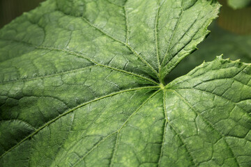 Green cucumber leaf