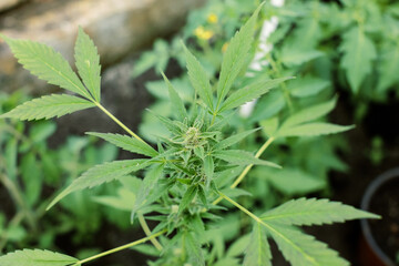 Cannabis plants growing at outdoor farms. Photo with the formula CBD (cannabidiol). Close-up. Concept of cannabis plantation for medical.