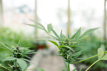 Cannabis plants growing at outdoor farms. Photo with the formula CBD (cannabidiol). Close-up. Concept of cannabis plantation for medical.