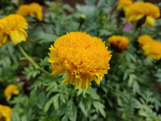 Yellow flower over leaves blur background
