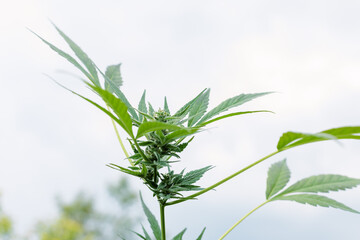 Cannabis plants growing at outdoor farms. Photo with the formula CBD (cannabidiol). Close-up. Concept of cannabis plantation for medical.