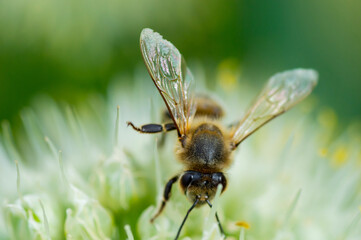Honey Bee on Flower, Close Up Macro