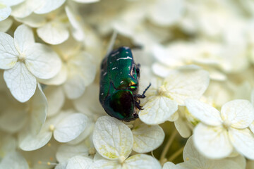 Green may beetle on a flower close up
