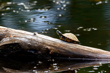 Turtle Sunbaking On Log-1520