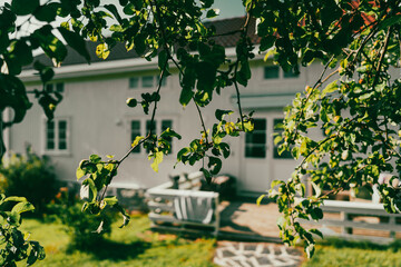 apple tree branches in front of a farmhouse at summer