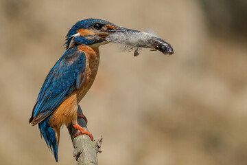 Common kingfisher in the Danube Delta, Romania