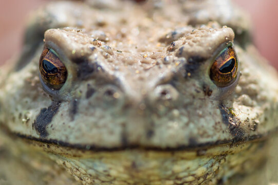 cloce up of gray frog eyes macro