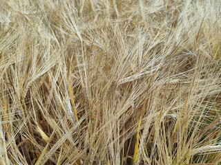 Ears of rye close-up. Photo taken during harvest. On a rye field in Belarus in the summer.
