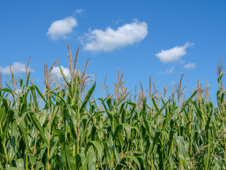 Steenwijkerland, Overijssel Province, The Netherlands