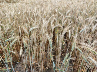 Ears of rye close-up. Photo taken during harvest. On a rye field in Belarus in the summer.
