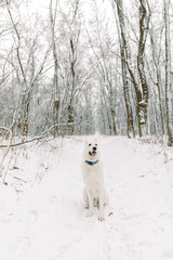 Young Woman and Man Playing With White Swiss Shepherd Dog