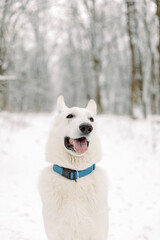 Obraz premium Young Woman and Man Playing With White Swiss Shepherd Dog