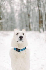 Young Woman and Man Playing With White Swiss Shepherd Dog