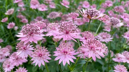 Pink flowers in the garden