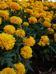 the yellow Flowers -Background with the Flowers