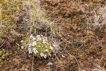 Wanderung auf der Kjalvegur Route im Hochland von Island durch karge Landschaft.