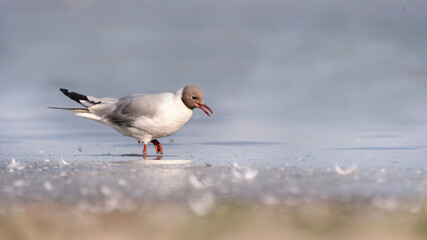 bird, möve, gull, tier, meer, natur, wild lebende tiere, schnabel, bird, wasser, ozean
