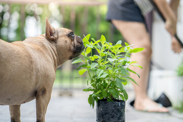Cute domestic Bulldog sniffing potted plants in a backyard - obrazy, fototapety, plakaty