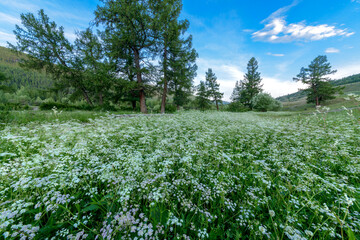 Fototapeta na wymiar summer meadow with green wild plants on blue sky background 