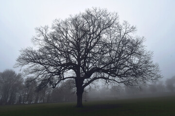 tree in fog
