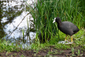 blässhuhn auf dem wiese