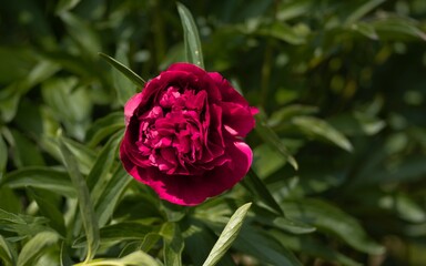 A magnificent pink peony among the foliage on a rural plot. Floral background.