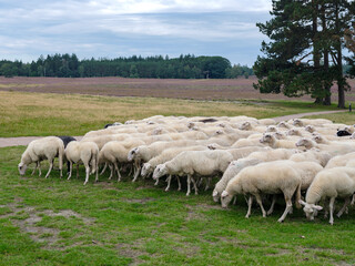 Obraz premium Sheep flock on the Renderklippen bij Heerde, Gelderland Province, The Netherlands