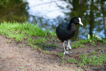 blässhuhn auf dem wiese